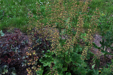 Heuchera micrantha at sunny sping day