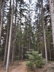 Fototapeta premium Trebević Mountain, Sarajevo Trebević is the closest mountain that is reachable via the cable car from the heart of Stari Grad (Old Town), from the neighborhood of Bistrik. 