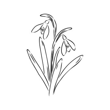 recommend clip art: Snowdrops flower continuous line art drawing style. Snowdrop line sketch. Spring concept.