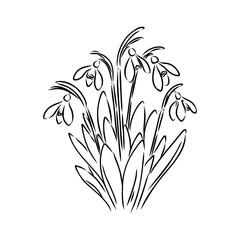 Snowdrops flower continuous line art drawing style. Snowdrop line sketch. Spring concept.