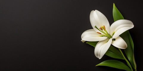 Obraz premium Minimalist Floral Aesthetic White Lily with Detailed Stamens on Matte Black - Luxurious Nature Imagery for Modern Marketing and Eco-Conscious Branding