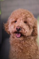 Cute brown poodle is sitting on couch. Pet concept. vertical.