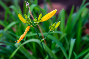 Obraz premium Hemerocallis esculenta pertenece a la familia de Xanthorrhoeaceae.