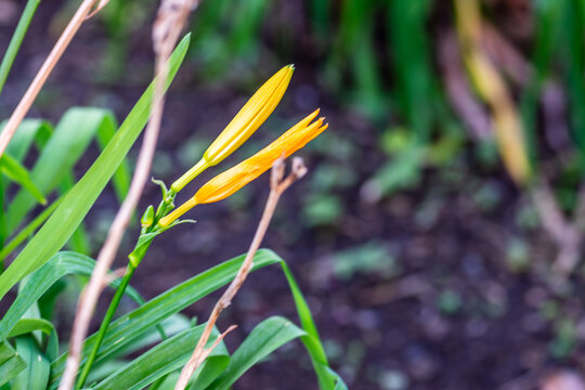 Hemerocallis esculenta pertenece a la familia de Xanthorrhoeaceae.