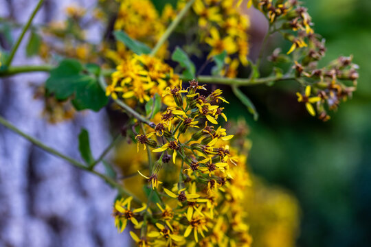 Roldana petasitis pertenece a la familia de Asteraceae.