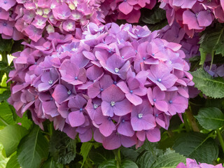 Obraz premium Hydrangea macrophylla purple flower heads close-up.