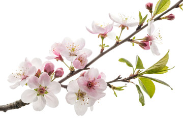 Fototapeta premium pink cherry blossom isolated on white background