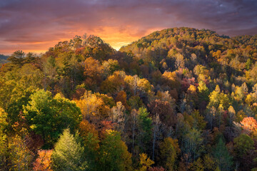 Colorful mountain forest with yellow canopies in autumn at sunset. Landscape of wild woods nature in fall season