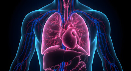 Human Anatomy Thorax Cardiovascular and Respiratory System 3D Model Illustration