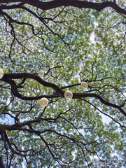 green tree branches