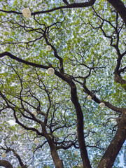 green tree branches