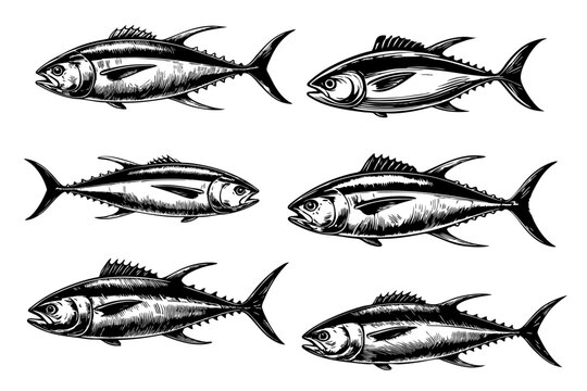 Vector tuna fish set