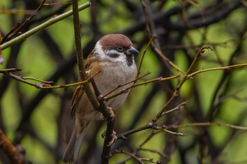 A small sparrow sits on a branch in the park. Wildlife in the middle of the city. Image of a bird resting peacefully in dense green bushes.