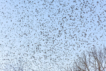Tausende Bergfinken aus Skandinavien überwintern auf der Schwäbischen Alb. Fliegende Bergfinken in der Abenddämmerung.