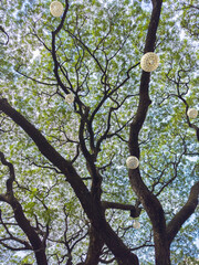 green tree branches