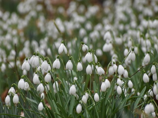white spring flowers, snowdrops 