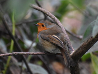 Robin