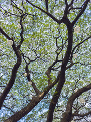 green tree branches