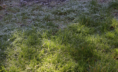 Green grass covered with frost in the early morning sun. Natural background
