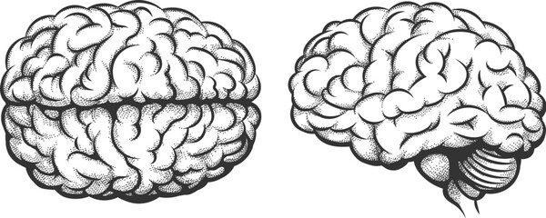 Human brain top and side view
