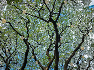 green tree branches