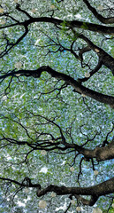 green tree branches