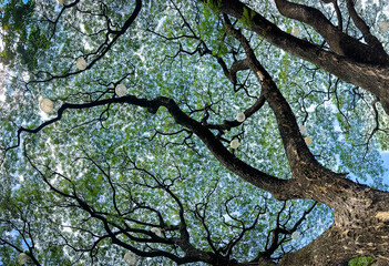 green tree branches