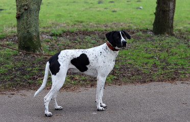 Dog training concept. A black and white dog walking on a leash in a park. Beautiful dog with heart shape spot on a side. 
