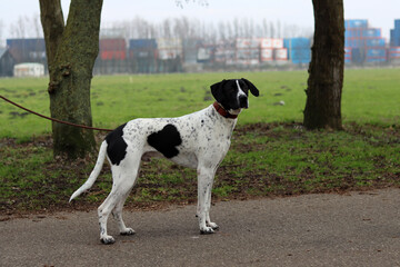 Dog training concept. A black and white dog walking on a leash in a park. Beautiful dog with heart shape spot on a side. 