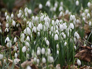 snowdrops in the forest