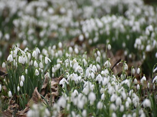 Snowdrops 