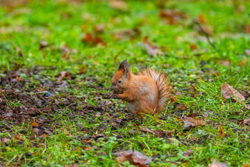 A small European squirrel got caught in the rain and got wet, sits on the grass in the park and eats a nut.