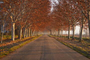 Fototapeta premium Typical street in Aranjuez with poplar trees on either side in autumn near the royal gardens. Madrid, Europe.