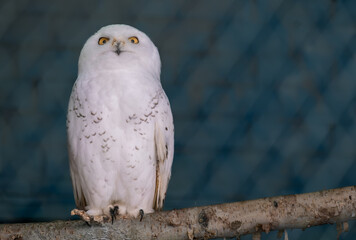 Fototapeta premium Polar owl in the zoo close-up.