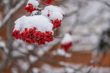Clusters of red ripe mountain ash under the snow on a winter day.