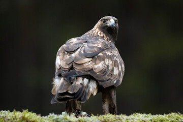 Golden eagle glance in the forest scenery