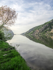 Obraz premium River with a tree on the bank