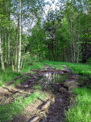 Muddy path in a forest with trees and a stream