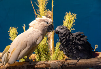 Grey cockatoo parrot on a tree branch close-up.