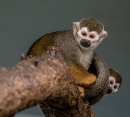 Squirrel saimiri on a tree branch close-up.