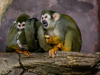 A family of saimiri monkeys on a tree branch.