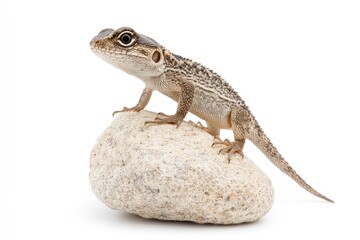 Obraz premium A lizard perched on a smooth rock, showcasing its unique features and habitat