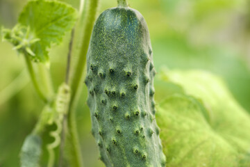 Green cucumbers plant grow in greenhouse, close-up. Organic food agriculture concept.