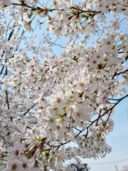 This is a close-up of cherry blossoms in full bloom.