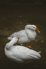 close up of a seagull