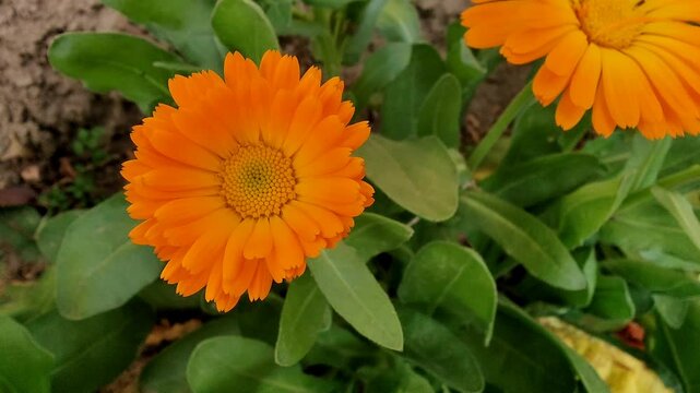 Calendula, Mary's gold or Ruddles yellow flower
