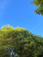 Copas de los árboles con follaje verde sobre cielo azul.