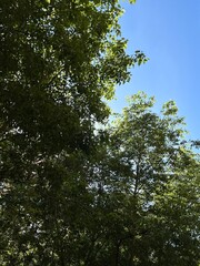 Copas de los árboles con follaje verde sobre cielo azul.
