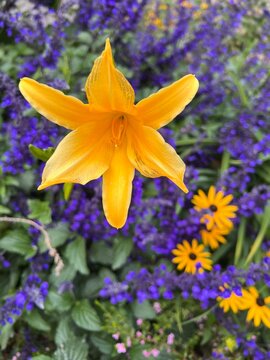 lirio amarillo y flores violetas en jard&iacute;n.