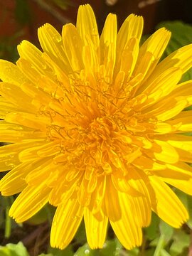 Fototapeta Flor amarilla de diente de león.